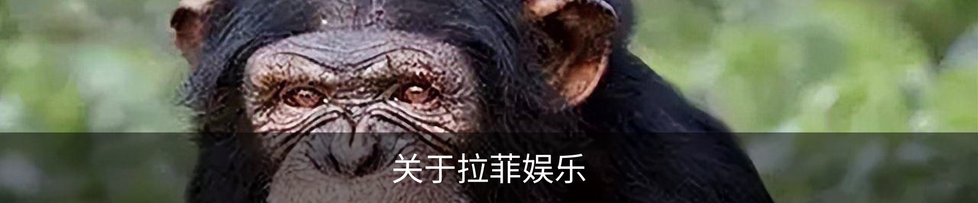 关于拉菲娱乐
